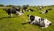 The latest iteration of the annual report ranks 150 global companies across four key animal ethics areas. Image: Sam Frost/WSPA